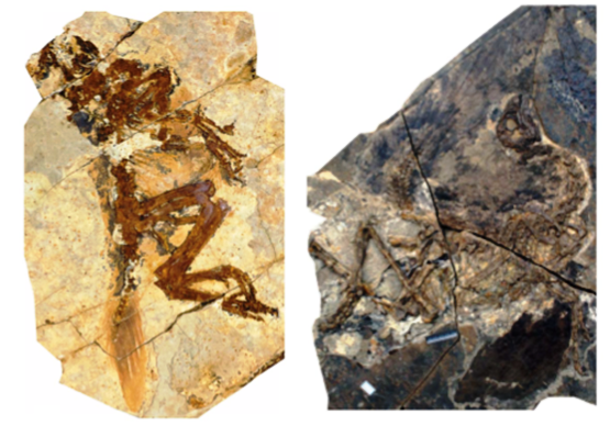 The fossils of the juvenile and adult specimens showing the preserved feathers.